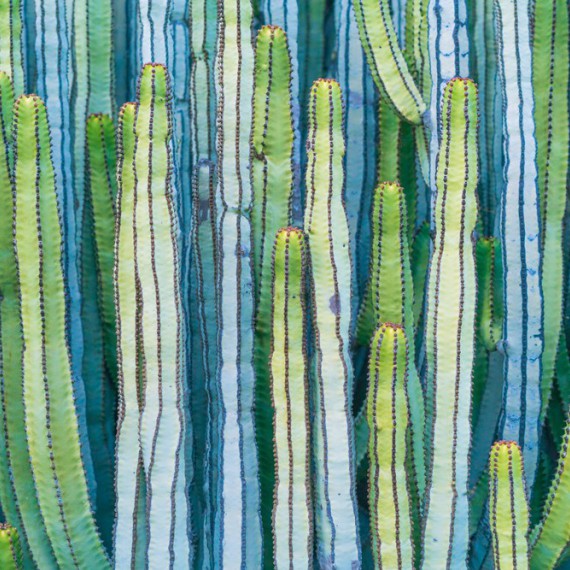 Mexiko je rájem kaktusů