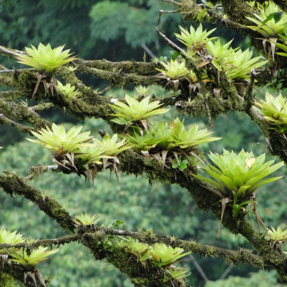 Prales a množství exotických rostlin