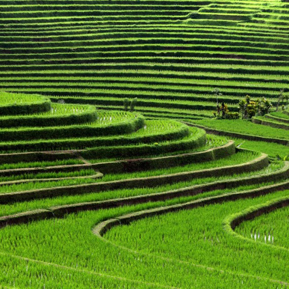 Pěstování rýže na Bali