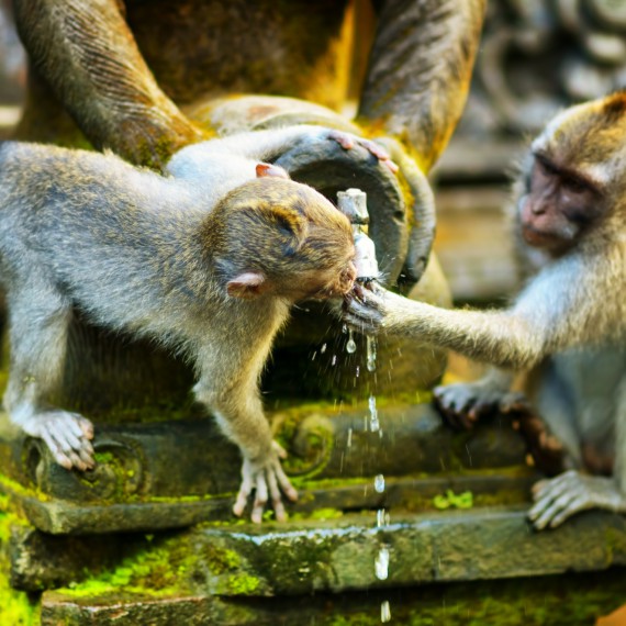 Opice na každém kroku