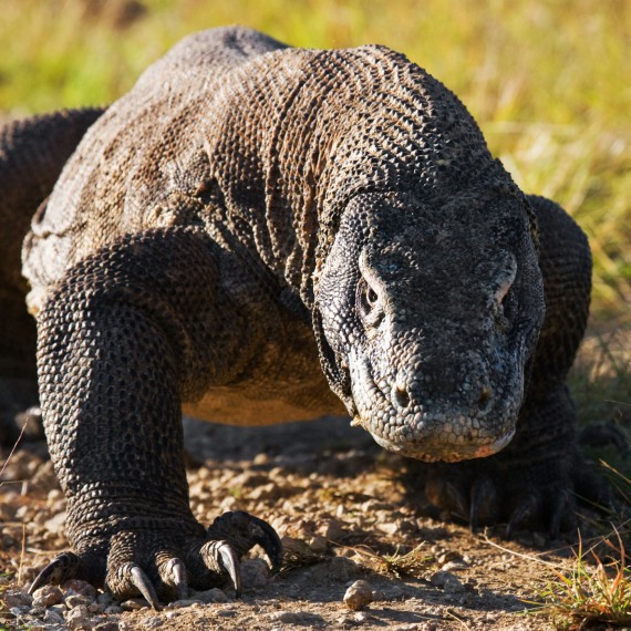 Varan komodský na ostrově Komodo