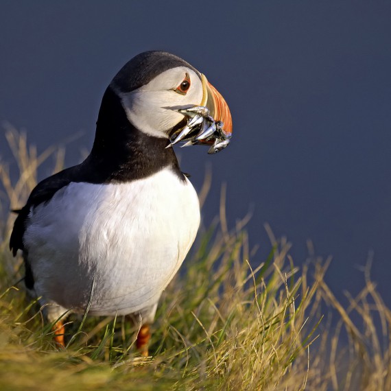 Papuchalkové jsou symbolem Islandu