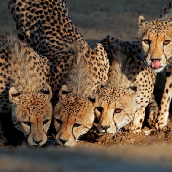 Gepardi ve svém přirozeném prostředí, Masai Mara