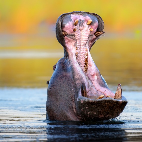 I takovou fotografii hrocha si můžete v Africe pořídit