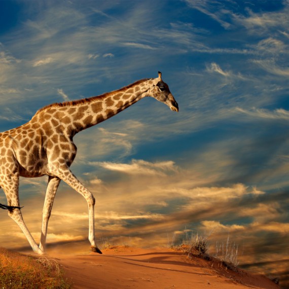 Žirafy v jejich přirozeném prostředí v NP Etosha