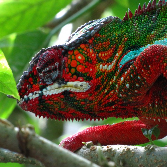 Barevný chameleon na Madagaskaru 