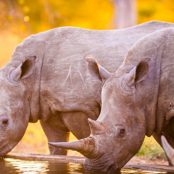 Nosorožci na africkém safari 