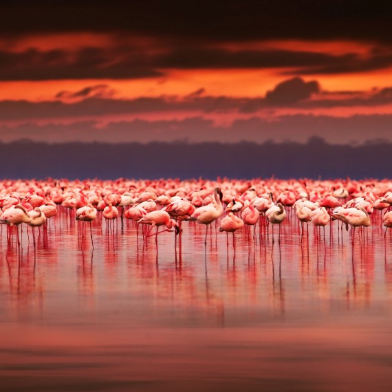 Lake Nakuru je domovem milionů plameňáků
