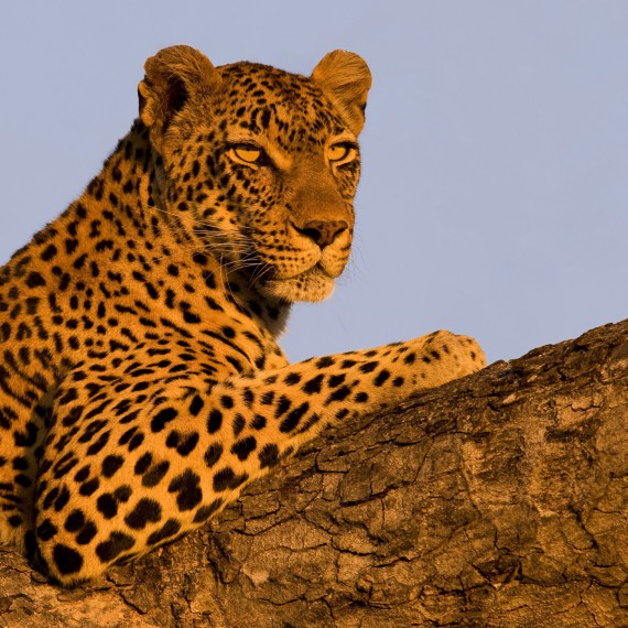 Pravé africké safari