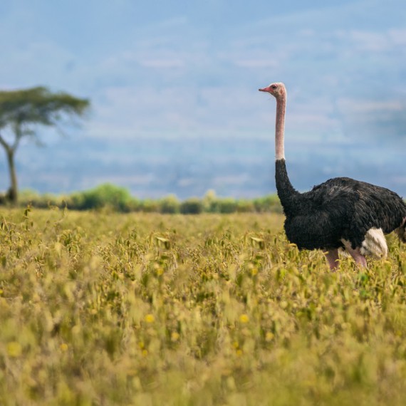 Pštros ve svém přirozeném prostředí 
