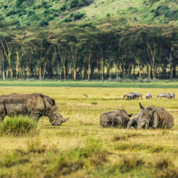 Těšit se můžete na nosorožce v jejich přirozeném africkém prostředí