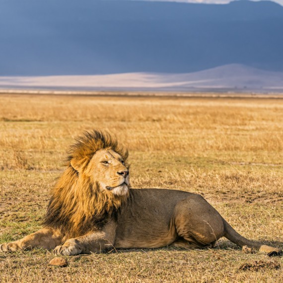 Král zvířat v národní rezervaci Masai Mara