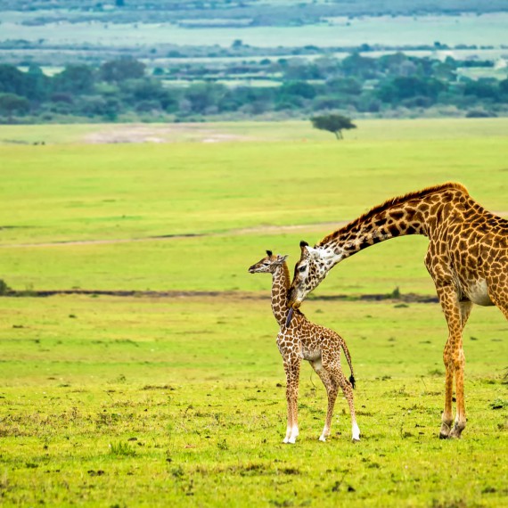 Žirafy v Masai Mara v Keni 