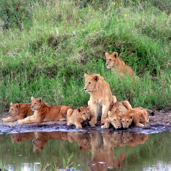 Sledování lví rodinky v Masai Mara 