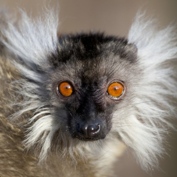 Unikátní fauna na Madagaskaru 
