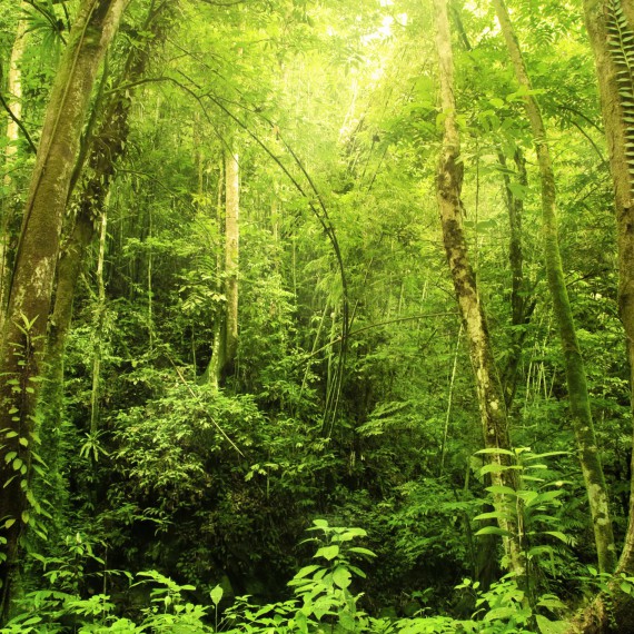 Procházka džunglí na Borneu