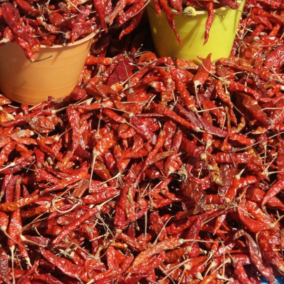 Sklizeň čerstvého chilli