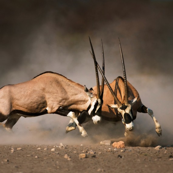 Národní park Etosha