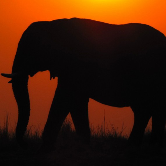 Botswana - země slonů