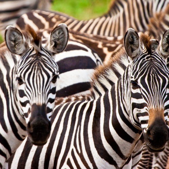 Zebry v národím parku Etosha 