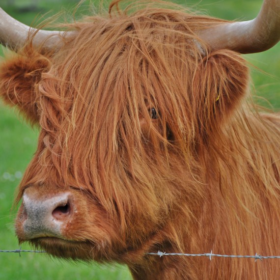 Chlupatá skotská kráva 