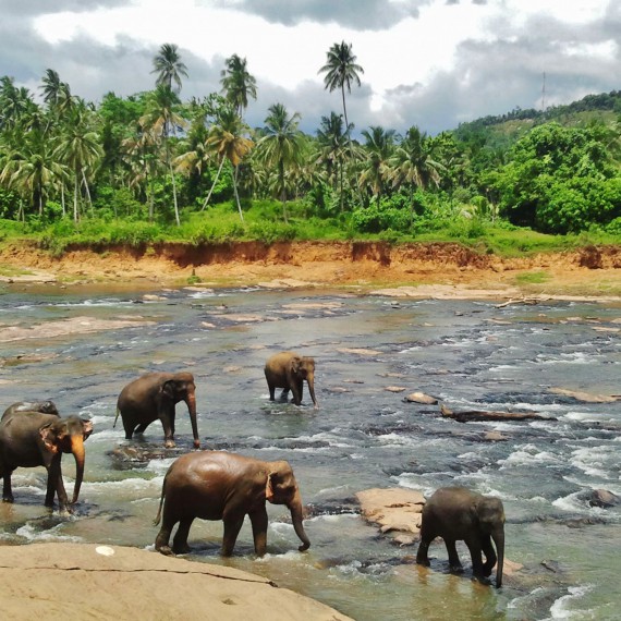 sloní sirotčinec na Srí Lance