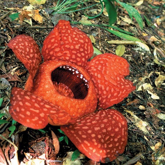 Raflézie, největší květina na světě