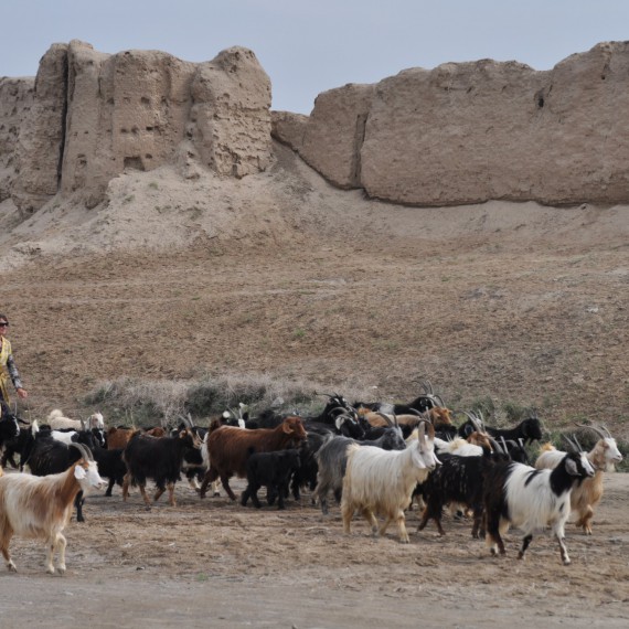 Dobrodružství v poušti 