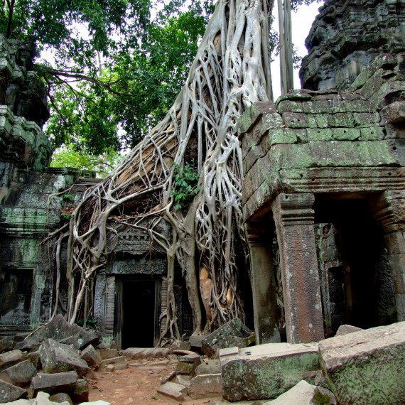 Angkor a jeho tajemství prorostlá liánami