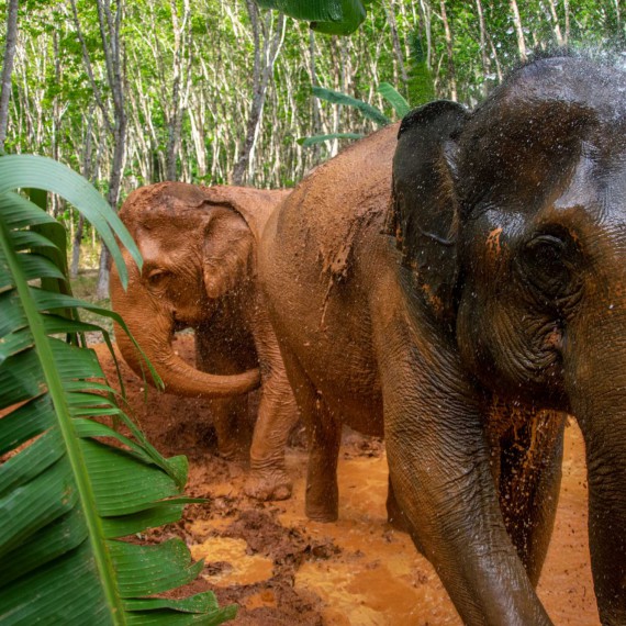 Procházka se slony na severu Thajska. 