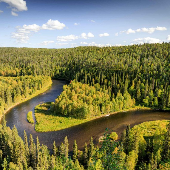 Rozmanité finské lesy 