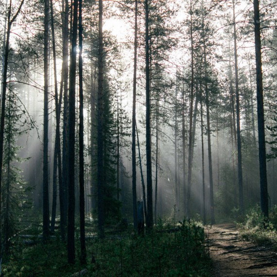 V nekonečném lese ve Finsku  