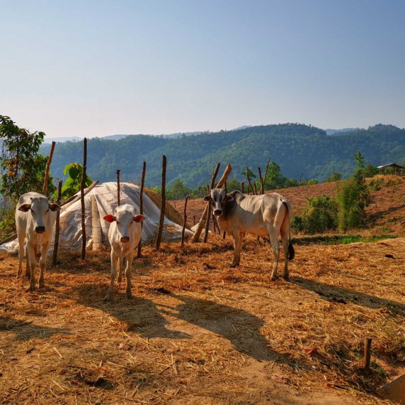 Příroda severního Thajska. 
