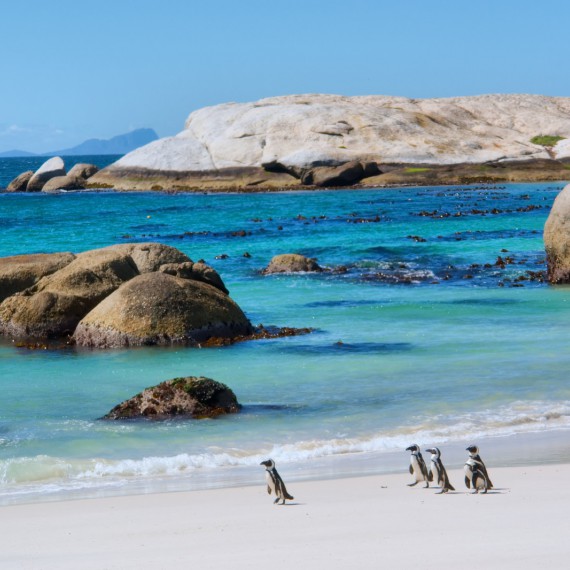 Simons Town s tučňáky v JAR