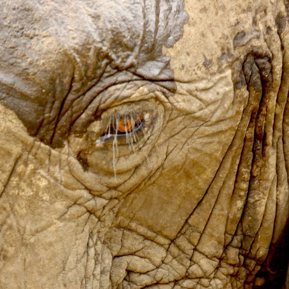 Setkání se slonem zblízka 