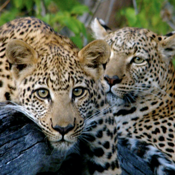 Leopardi v národním parku Etosha