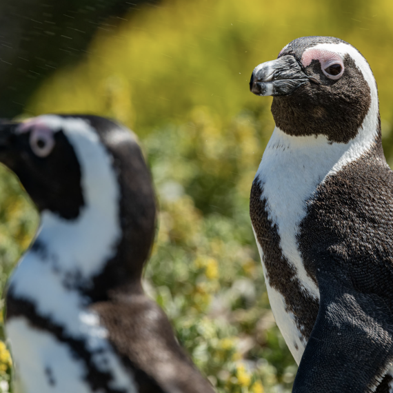 Pozorování tučňáků v JAR