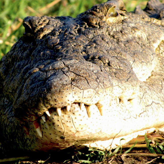 Etosha je domovem krokodýlů