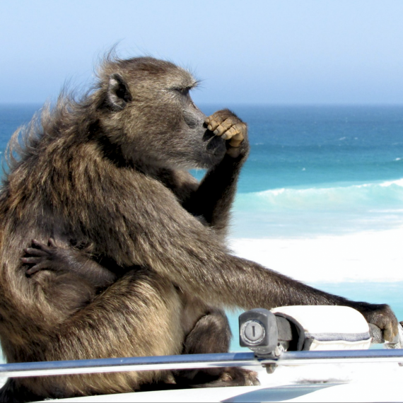 Opice na pláži v JAR