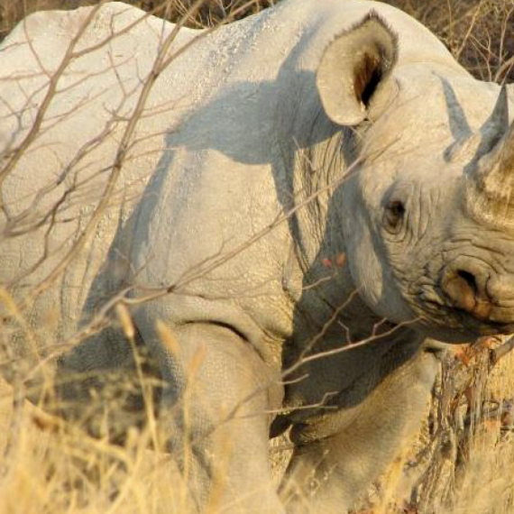 Nosorožec na africkém safari