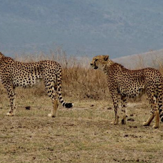 Gepardi na safari v Keni 