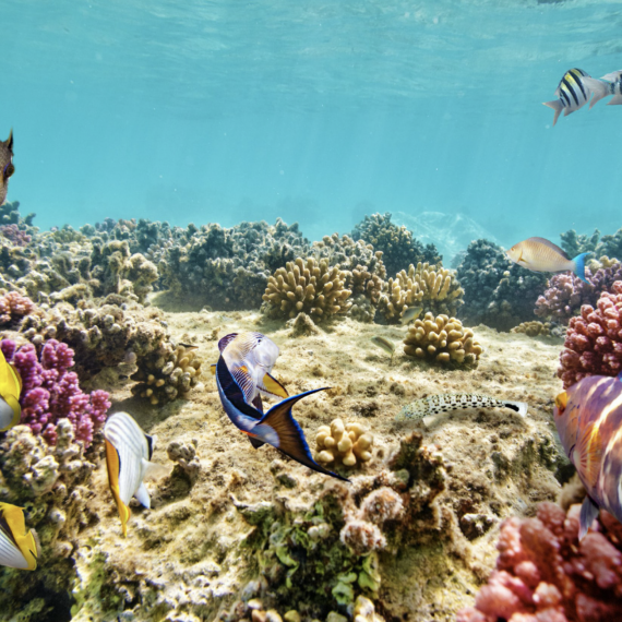 Great Barier Reef  nedaleko Cairns 