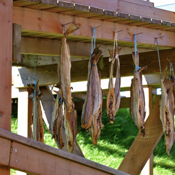 Sušení ryb na Islandu 