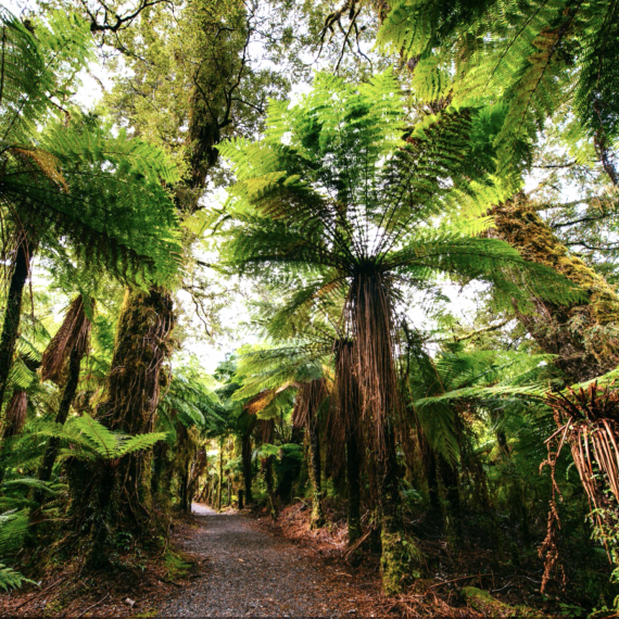 Procházka kapradinovým hájem
