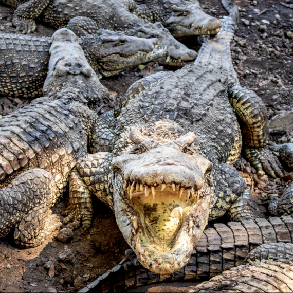 Krokodýli na Kubě 