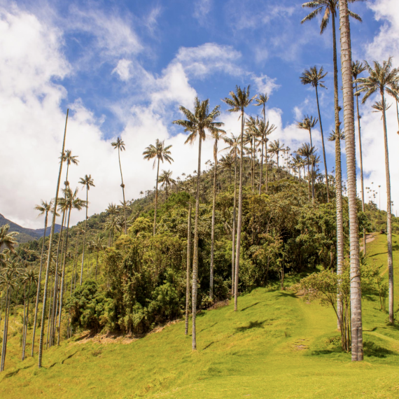 Nejvyšší palmy světa v údolí Cocora