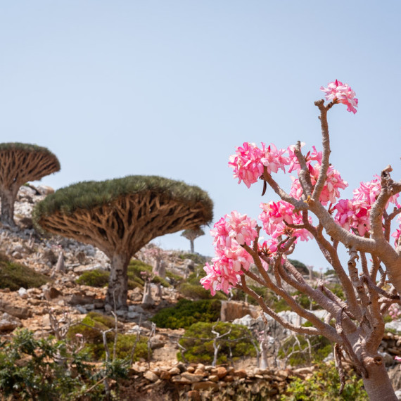 Neskutečná flóra nás bude provázet napříč celým ostrovem