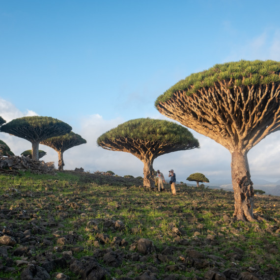 Stromy dračí krve jsou opravdu jedinečným pokladem tohoto ostrova.
