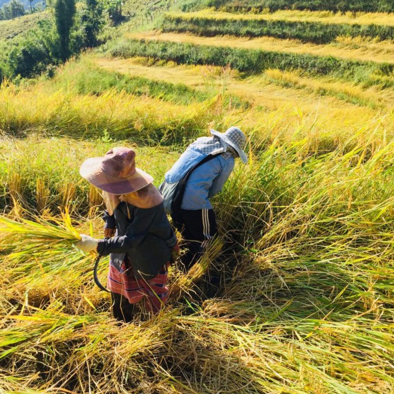 Na severu Thajská stále tradičně hospodaří. 