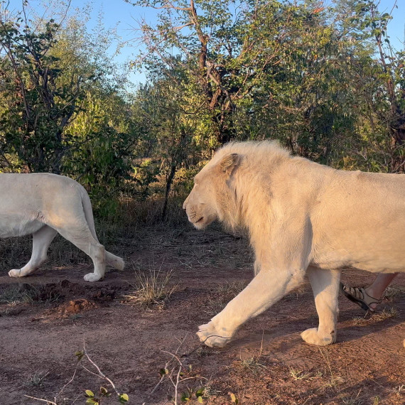 Procházka se lvy v Zimbabwe.